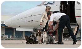 Pet Travel from Luton Pet Travel from Luton